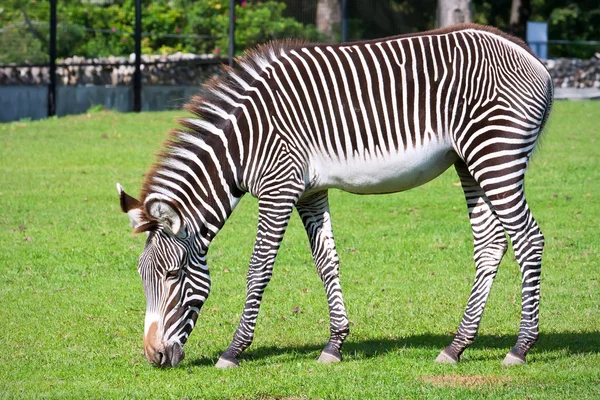 Zebra. — Fotografia de Stock