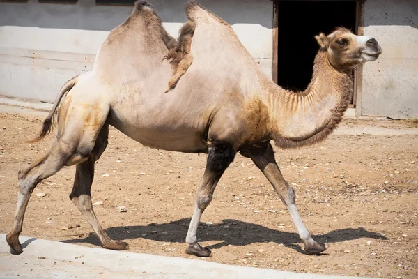 Camel — Stock Photo, Image