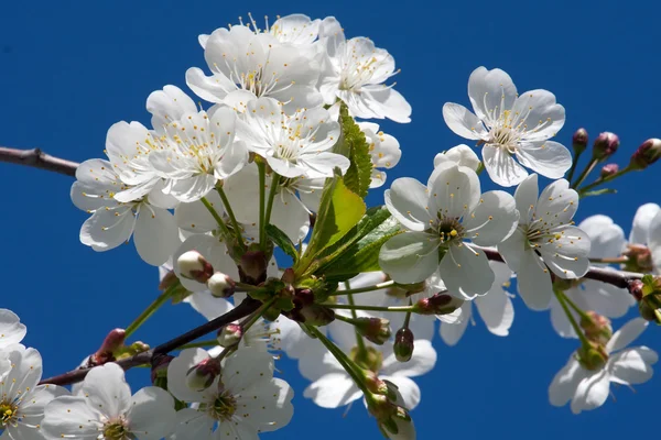 Fiori di mela — Foto Stock