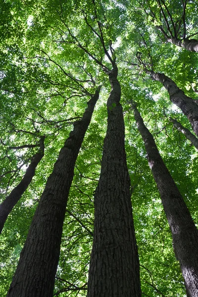 Floresta verde — Fotografia de Stock