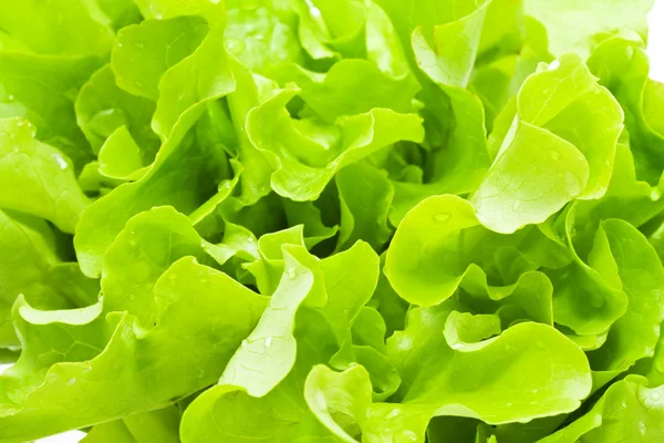 Kopfsalat — Stockfoto