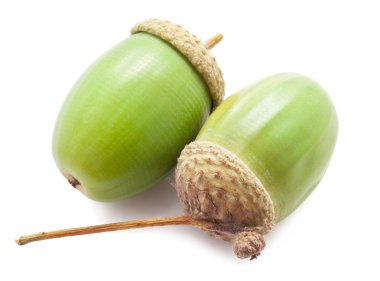 palamut
