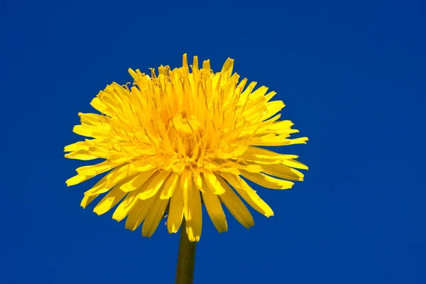 Dandelion — Stock Photo, Image