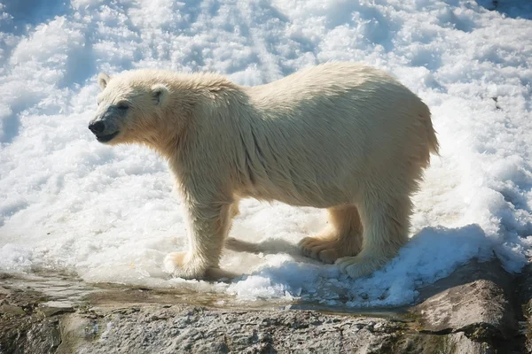 Eisbär — Stockfoto