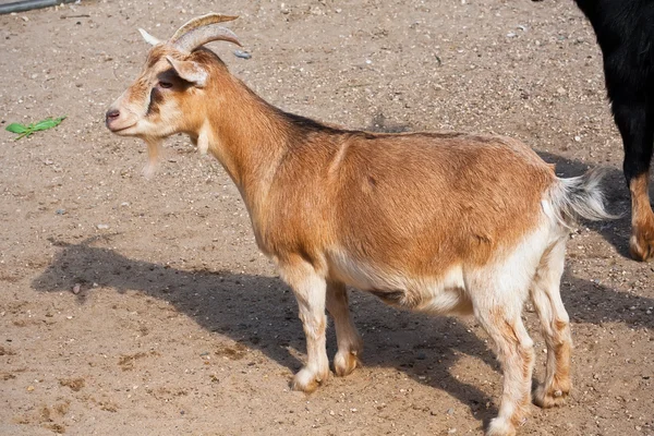 Goat — Stock Photo, Image