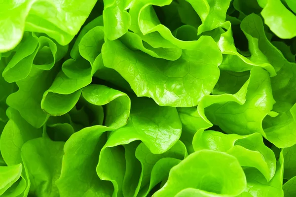 Lettuce — Stock Photo, Image