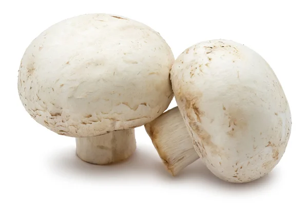 香菇蘑菇 — 图库照片
