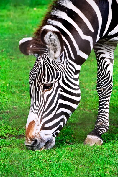 Zebra. — Fotografia de Stock