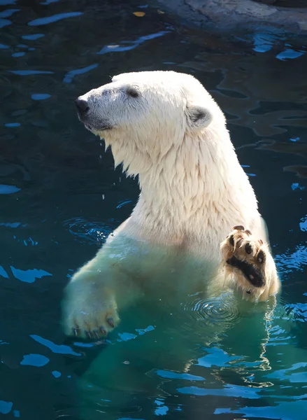 Orso polare — Foto Stock