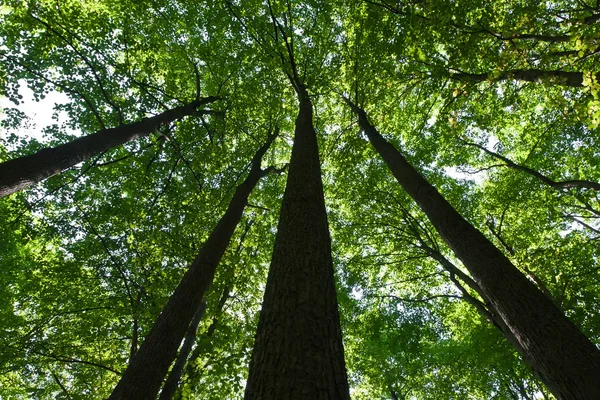 Grön skog — Stockfoto