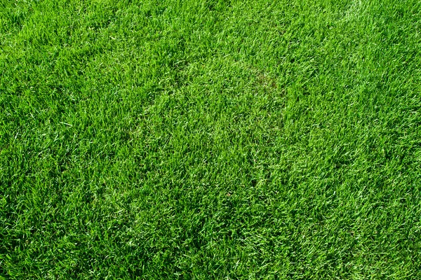 Green grass — Stock Photo, Image