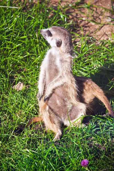 Erdmännchen — Stockfoto