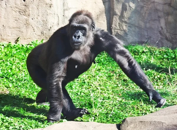 Gorilla — Stockfoto