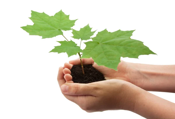 Tree in hands — Stock Photo, Image