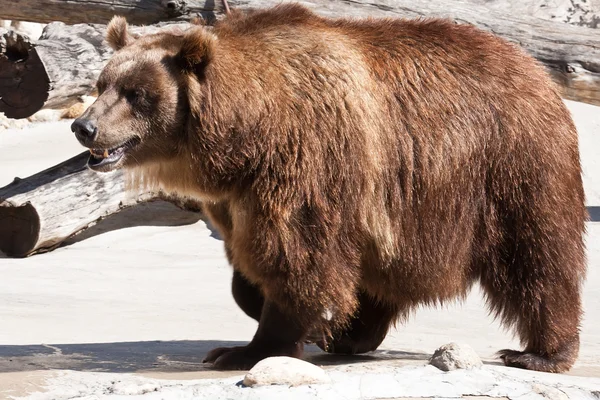 Orso — Foto Stock