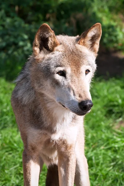 Wolf — Stockfoto