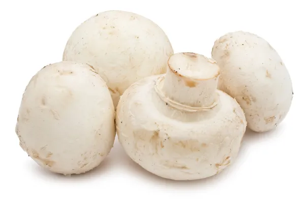 Champignon-Pilze — Stockfoto