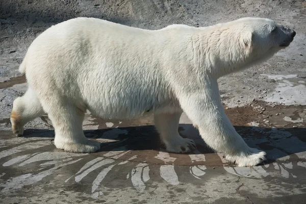 Urso polar — Fotografia de Stock