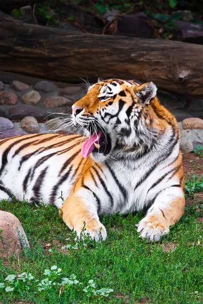 Tiger — Stock Photo, Image