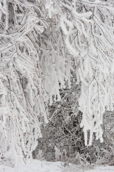 Winter forest — Stock Photo, Image