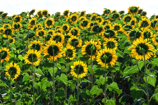 Zonnebloemen — Stockfoto