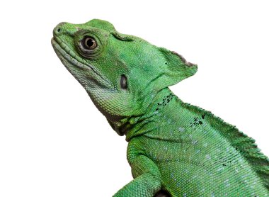 tüylü basilisk