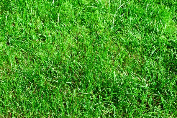 Green grass — Stock Photo, Image