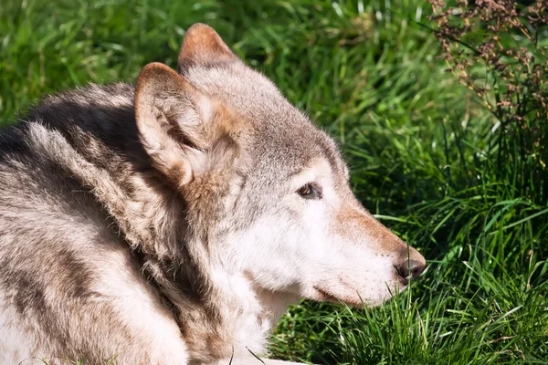 Wolf — Stock Photo, Image