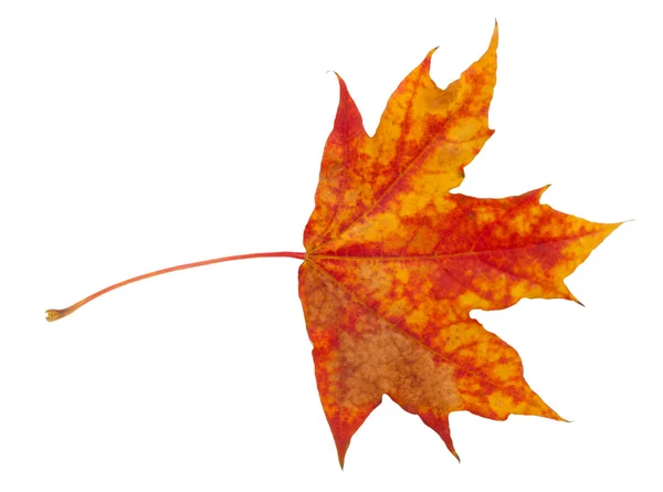 Maple leaf — Stock Photo, Image