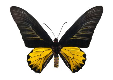 Kelebek troides magellanu