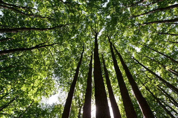 Grüner Wald — Stockfoto