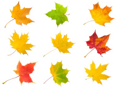 akçaağaç yaprakları