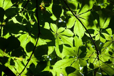 yaprakları arka plan