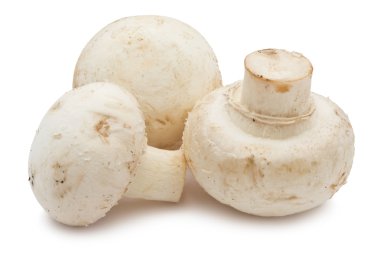 champignon mantarları