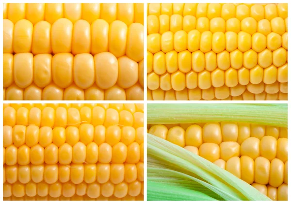 Corn — Stock Photo, Image