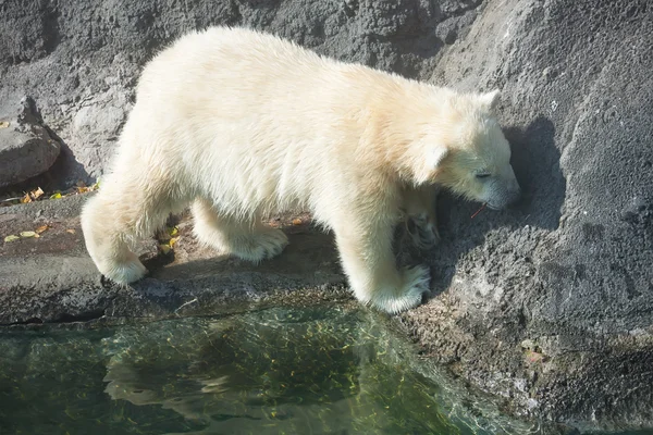 Urso polar — Fotografia de Stock