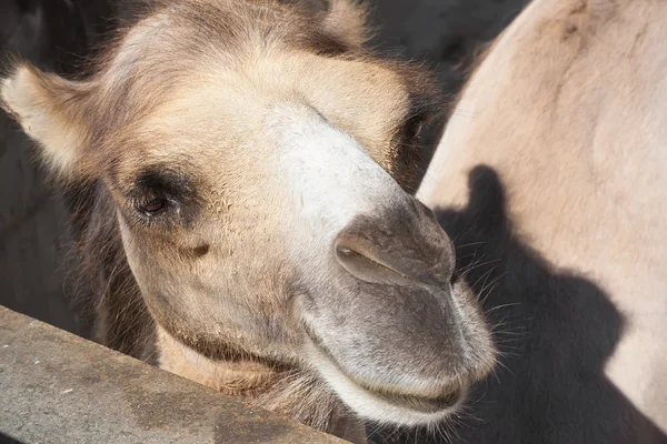 Camel — Stock Photo, Image