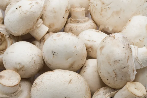champignon mantarları