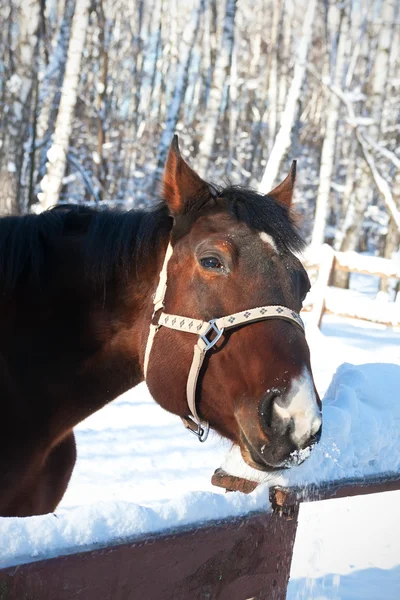 Pferd — Stockfoto