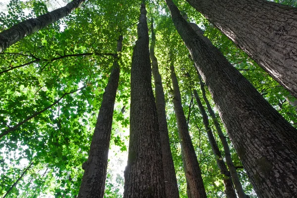 Grüner Wald — Stockfoto