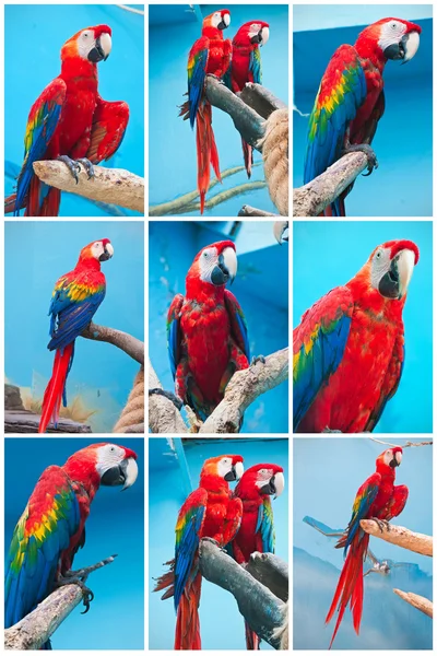 Ara parrots — Stock Photo, Image