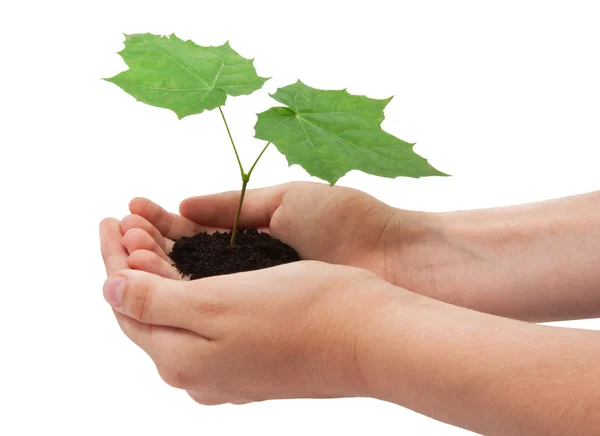 Tree in hands — Stock Photo, Image