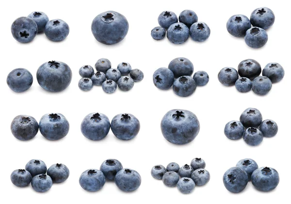 Blueberry set — Stock Photo, Image