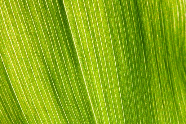 Foglia verde — Foto Stock