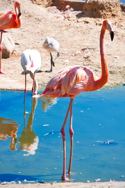 Flamingo — Stockfoto