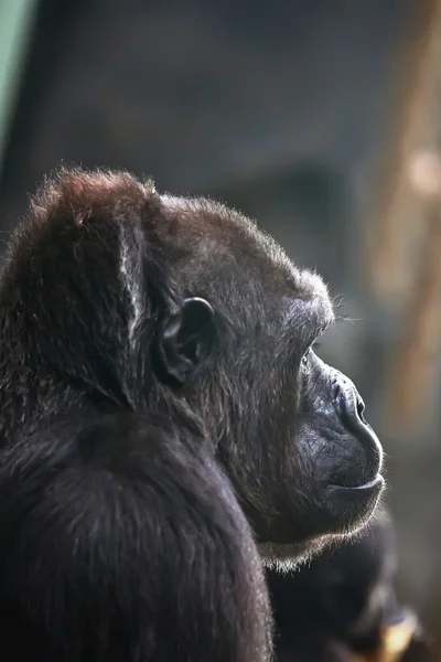 Gorilla — Stock Photo, Image