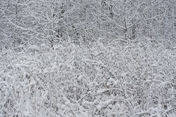 Floresta de Inverno — Fotografia de Stock