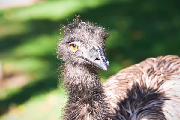 Ostrich — Stock Photo, Image