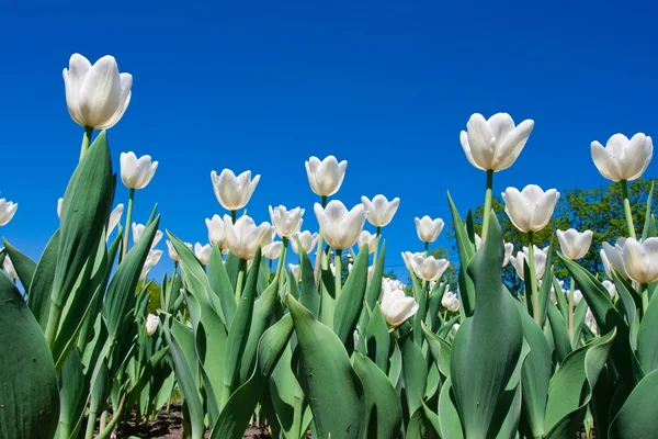 Flores de tulipán — Foto de Stock