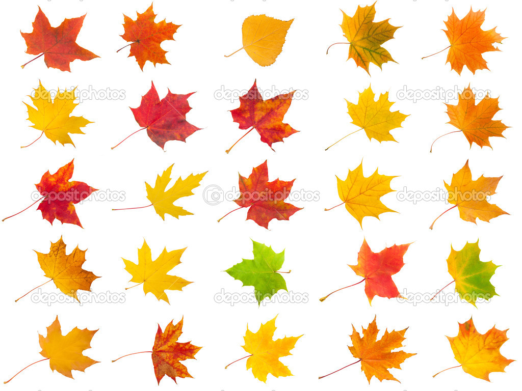 Maple leaves